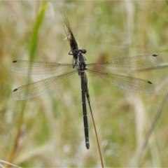 Austroargiolestes icteromelas (Common Flatwing) at Coree, ACT - 8 Dec 2020 by JohnBundock