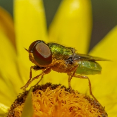 Odontomyia decipiens (Green Soldier Fly) at ANBG - 2 Dec 2020 by WHall
