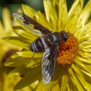 Balaana sp. (genus) at Acton, ACT - 2 Dec 2020