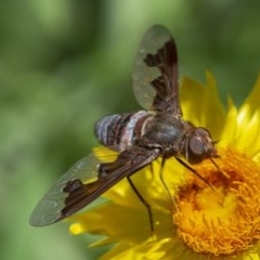 Balaana sp. (genus) at Acton, ACT - 2 Dec 2020