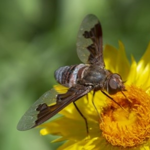 Balaana sp. (genus) at Acton, ACT - 2 Dec 2020