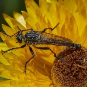 Zosteria rosevillensis at Acton, ACT - 2 Dec 2020 11:28 AM