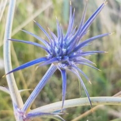 Eryngium ovinum (Blue Devil) at Dunlop, ACT - 8 Dec 2020 by trevorpreston