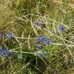 Eryngium ovinum at Dunlop, ACT - 8 Dec 2020