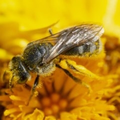 Lasioglossum (Chilalictus) sp. (genus & subgenus) (Halictid bee) at Acton, ACT - 2 Dec 2020 by WHall