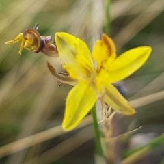 Tricoryne elatior (Yellow Rush Lily) at Dunlop, ACT - 8 Dec 2020 by trevorpreston