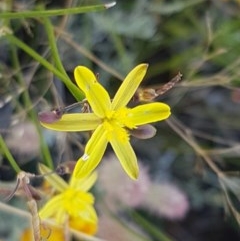 Tricoryne elatior (Yellow Rush Lily) at Dunlop, ACT - 8 Dec 2020 by trevorpreston