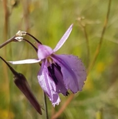 Arthropodium fimbriatum (Nodding Chocolate Lily) at Dunlop, ACT - 8 Dec 2020 by tpreston