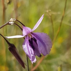 Arthropodium fimbriatum at Dunlop, ACT - 8 Dec 2020