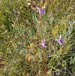 Arthropodium fimbriatum at Dunlop, ACT - 8 Dec 2020 03:49 PM