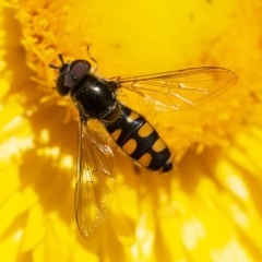 Melangyna viridiceps (Hover fly) at Acton, ACT - 2 Dec 2020 by WHall