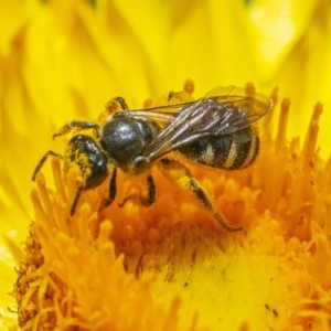 Lasioglossum (Chilalictus) sp. (genus & subgenus) at Acton, ACT - 2 Dec 2020