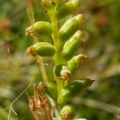 Microtis sp. (Onion Orchid) at Dunlop Grasslands - 8 Dec 2020 by tpreston