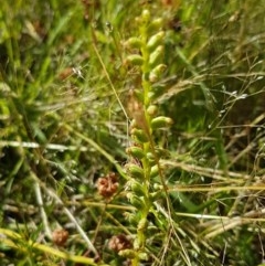 Microtis sp. at Dunlop, ACT - 8 Dec 2020