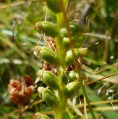 Microtis (genus) at Dunlop, ACT - suppressed