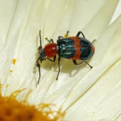 Dicranolaius bellulus (Red and Blue Pollen Beetle) at ANBG - 2 Dec 2020 by WHall