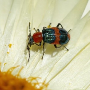 Dicranolaius bellulus at Acton, ACT - 2 Dec 2020 12:40 PM