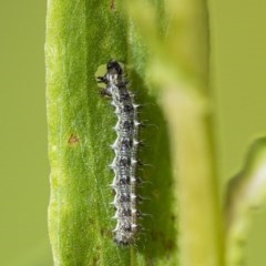 Lepidoptera unclassified IMMATURE moth at Acton, ACT - 2 Dec 2020 by WHall