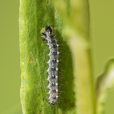 Lepidoptera unclassified IMMATURE (caterpillar or pupa or cocoon) at Acton, ACT - 2 Dec 2020 by WHall