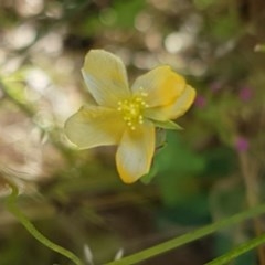 Hypericum gramineum (Small St Johns Wort) at Dunlop, ACT - 8 Dec 2020 by trevorpreston
