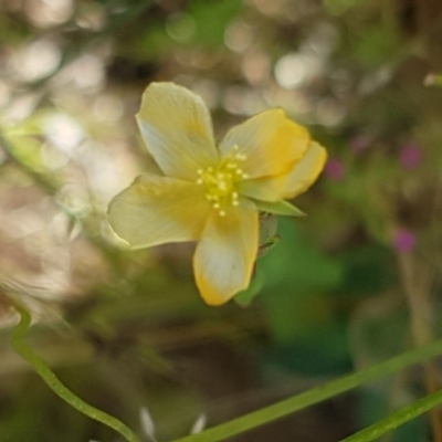 Hypericum gramineum (Small St Johns Wort) at Dunlop, ACT - 8 Dec 2020 by trevorpreston