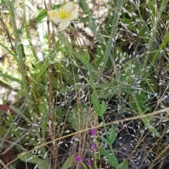 Hypericum gramineum at Dunlop, ACT - 8 Dec 2020