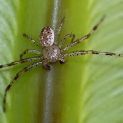 Thomisidae (family) (Unidentified Crab spider or Flower spider) at Acton, ACT - 2 Dec 2020 by WHall