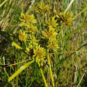 Cyperus eragrostis at Dunlop, ACT - 8 Dec 2020