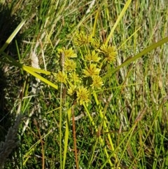 Cyperus eragrostis at Dunlop, ACT - 8 Dec 2020