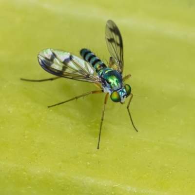 Austrosciapus connexus (Green long-legged fly) at ANBG - 2 Dec 2020 by WHall