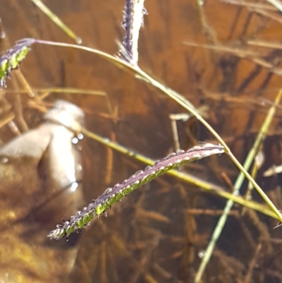 Paspalum dilatatum (Paspalum) at Dunlop, ACT - 8 Dec 2020 by trevorpreston