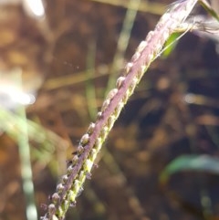 Paspalum dilatatum at Dunlop, ACT - 8 Dec 2020