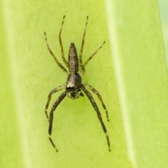 Helpis minitabunda (Threatening jumping spider) at Acton, ACT - 2 Dec 2020 by WHall