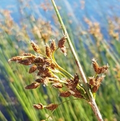 Schoenoplectus tabernaemontani (River Club-rush) at Dunlop, ACT - 8 Dec 2020 by trevorpreston