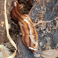 Anzoplana trilineata (A Flatworm) at Dunlop Grasslands - 8 Dec 2020 by tpreston