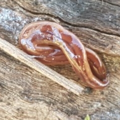 Anzoplana trilineata at Fraser, ACT - 8 Dec 2020