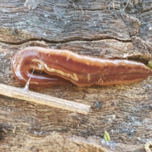 Anzoplana trilineata at Fraser, ACT - 8 Dec 2020