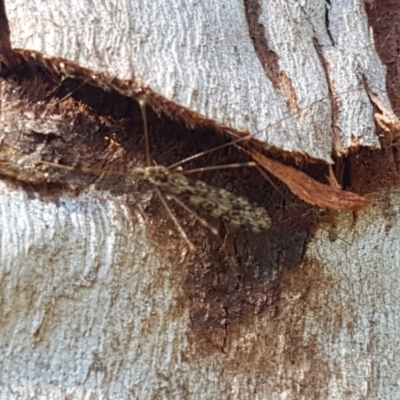 Limoniidae (family) (Unknown Limoniid Crane Fly) at Fraser, ACT - 8 Dec 2020 by trevorpreston