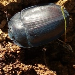 Pterohelaeus piceus (Pie-dish beetle) at Dunlop Grasslands - 8 Dec 2020 by tpreston