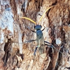 Pompilidae (family) (Unidentified Spider wasp) at Dunlop Grasslands - 8 Dec 2020 by tpreston