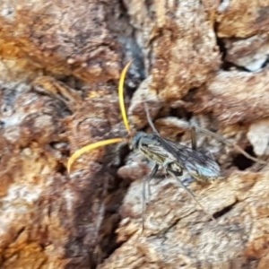 Pompilidae (family) at Fraser, ACT - 8 Dec 2020