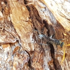 Pompilidae (family) at Fraser, ACT - 8 Dec 2020