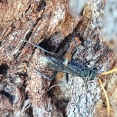 Pompilidae (family) at Fraser, ACT - 8 Dec 2020