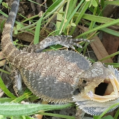 Pogona barbata (Eastern Bearded Dragon) at Oakey Hill - 7 Dec 2020 by ChrisHolder