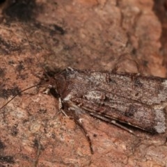 Agrotis porphyricollis (Variable Cutworm) at Melba, ACT - 15 Nov 2020 by kasiaaus