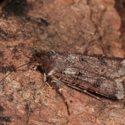 Agrotis porphyricollis (Variable Cutworm) at Melba, ACT - 14 Nov 2020 by kasiaaus