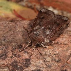 Agrotis porphyricollis at Melba, ACT - 15 Nov 2020