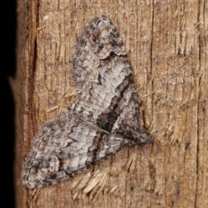 Phrissogonus laticostata at Melba, ACT - 15 Nov 2020