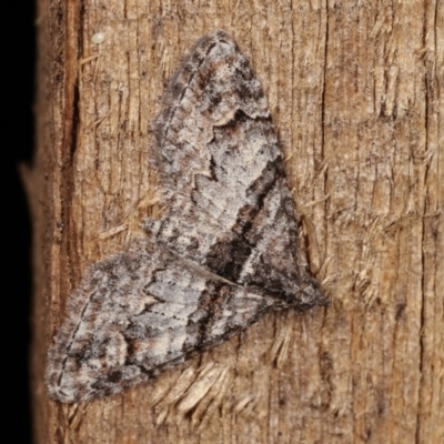 Phrissogonus laticostata (Apple looper moth) at Melba, ACT - 15 Nov 2020 by kasiaaus