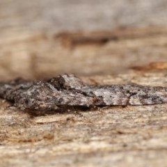 Phrissogonus laticostata at Melba, ACT - 15 Nov 2020 12:02 AM